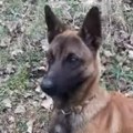 Upoznajte Hajdi! Malinou koja je sinoć pomogla studentima i građanima u čišćenju Niša (VIDEO)