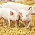 Rast cene junadi i svinja, pad vrednosti jagnjadi: Nedeljni izveštaj sa stočnih pijaca i klanica mnoge iznenadio