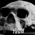 Lobanja stara milion godina menja dosadašnja saznanja o evoluciji čoveka