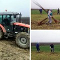 Beliće se bagrem pored kanala "Vode Vojvodine" zasadile novih 200.000 sadnica u akciji pošumljavanja (foto)