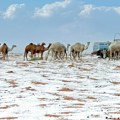 Sneg u Saudijskoj Arabiji – zimske čarolije u pustinji /foto/