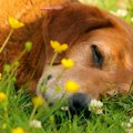 Pet za 5, Vrelo leto vruće šape, RTV1 U 11.30