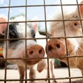 Afrička kuga svinja donosi ogromne gubitke proizvođačima, tržište za sada stabilno