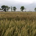 Sa kakvim problemima poljoprivrednici dočekuju žetvu pšenice