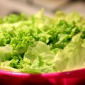 Zelena salata je zdrava, ali i namirnica koja najčešće izaziva trovanje