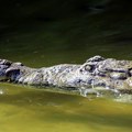 Sa kineske farme pobeglo više desetina krokodila, vlasti nemaju pojma gde su