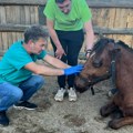 Kobila Aurelija koja je preživela zversko zlostavljanje trajno oduzeta od zlostavljača: Čeka je novi život u Salcburgu
