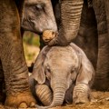 Istraživanje: Slonovi se pozdravljaju na mnogo načina, koriste više od 1.200 signala
