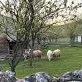Ovce su za šišanje – a šta je sa vunom?