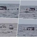 Neverovatan snimak spasavanja nagih turista Brod krenuo da tone, oni nisu imali kuda! Drama kod Rovinja (video)
