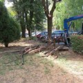 Radovi na seči i orezivanju drveća na više lokacija u gradu
