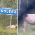(Video) Kamera zabeležila stvorenje koje se retko sreće Deluju kao mitska bića, društvene mreže se zapalile: "Zamislite da ovo…