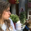 Problematičan Nacrt novog zakona o dobrobiti životinja – Vanja Dragišić