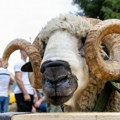 U Pričeviću kod Valjeva održana 17. ovčarska izložba i 6. festival jagnjećeg pečenja