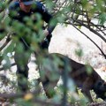 Policijski pas spasio dvoje dece u nacionalnom parku u Indijani