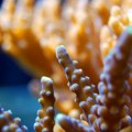 Dve ključne vrste korala na Floridi funkcionalno izumrle zbog toplotnog talasa