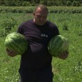 Put lubenice od njive do trpeze zahteva mnogo rada