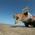 Istorijski trenutak: Tigar pušten u divljinu Kazahstana, prvi put posle 1948. godine