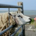 Nova zaraza širi se Grčkom, na Kritu stroge mere: Bolest hara među životinjama, evo šta turisti moraju da znaju