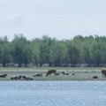Tamo gde je tekao Dunav sada gaze konji – priča o reci koja se povlači i emisiji koja je osluškuje duže od jednog veka