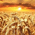 Vol strit žurnal: Ukrajinsko žito bez izvoza - seljak na muci!