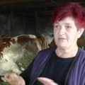 Krava Milica kod ćurdića živi kao kraljica! Jer takvu u selu nema niko! Dosad se triput bliznila (foto)