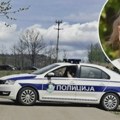 Vučić saopštio strašne vesti: Malu Danku ubili su automobilom