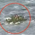 Pas pobegao od kuće, a onda je završio u moru: Plivao je čak 6 kilometara, ovako je preživeo (foto)
