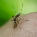 Ако имате ову крвну групу, морате добро да се заштитите од комараца