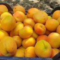 Kupila sedam kajsija i ostala zatečena iznosom za plaćanje! Cene na beogradskoj pijaci šokirale sugrađanku: Da li ovo voće…