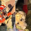 Pas upao u bunar dubok 15 metara: Hrabri vatrogasci mu pritekli u pomoć, pogledajte akciju spasavanja u Senti