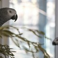 Пет папагаја раздвојено и склоњено из зоолошког врта јер су псовали и смејали се посетиоцима: "Све се отргло контроли"