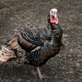 Potražnja za ćurećim mesom u Srbiji raste: Poljoprivredno gazdinstvo u Temerinu pokazuje da se težak rad i ulaganja u tov…