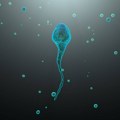 "Testisi se s razlogom nalaze izvan tela": Svi odjednom pitaju da li sauna smanjuje broj spermatozoida