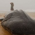 Šta se dešava s ajkulama od Amerike do Evrope? Ovo su uznemirujuće scene na plažama, naučnici traže odgovor