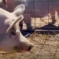 Novi dom za svinju uništitelja Jurili ga po selu, harao po poljima, kopao travnjake... ali je na kraju dolijao! (video)