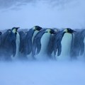 Klimatske promene: Satelit otkrio četiri nove grupe carskih pingvina