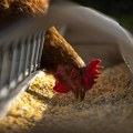 Ukrali 133 tone „državne“ piletine, preti im 20 godina robije