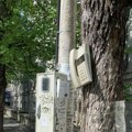 "Halo" sa telefona na drvetu: Neobičan prizor privukao pažnju Beograđana