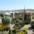 Uskoro Sajam hortikulture u Kragujevcu: POPUSTI na cveće, ukrasne biljke, baštenske garniture...