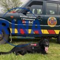 Ovo će biti crnogorski Zigi: Vatrogasci-spasioci iz Nikšića po prvi put u istoriji dobili psa obučenog za spašavanje ljudi…