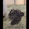 VIDEO: U Zoo vrtu u SAD rođena pegava beba tapira - drugi put za 120 godina