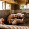 Virus afričke svinjske kuge i dalje se širi u Hrvatskoj, ugrožena domaća proizvodnja