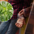 Sada se na ulicama Srbije prodaje duplo jača droga! Preko 316 miliona ljudi na narkoticima - Pekić tvrdi: Opasnost vreba iz…