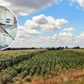 Ova tradicionalna biljka donosi odličnu zaradu: Sve manje ljudi je gaji, a na pijacama drži na ceni