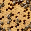 NASA je 1984. poslala 3.300 pčela u svemir i pažljivo pratila šta rade: pokazale su zašto su najčudesniji insekti