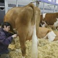 Osnovana Nacionalna asocijacija odgajivača goveda, traže dugačiji sistem subvencija