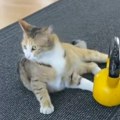 Kraljica teretane: Mačka Živka sa Voždovca postala prava internet senzacija: Svojom neverovatnom sudbinom osvojila…
