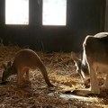 U Beogradski Zoo vrt stigla prinova: Bogatiji su za mladunče crvenog kengura, a svi mogu da učestvuju u davanju njegovog…