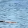 "Bože, molim ti se": Posle sanduka, na Savi usledio novi šok: Ljudi ne veruju šta vide (video)